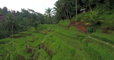 Flying around the terraced Rice Fields at Tegallalang near Ubud, Bali, Indonesia Stock Footage 73100888