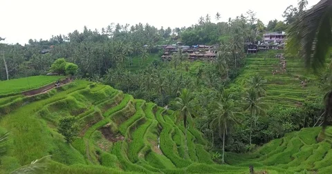 Flying around the terraced Rice Fields at Tegallalang near Ubud, Bali, Indonesia Stock Footage 73117854