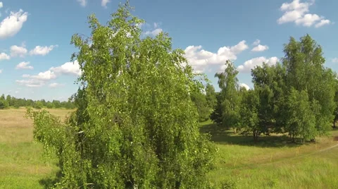 Flying Around a Tree Stock Footage 33032973