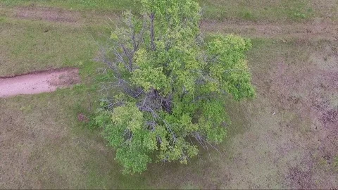 Flying around tree Video stock 77490598