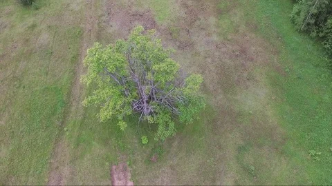 Flying around tree panorama Stock Footage 77490456