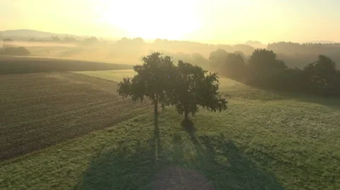 Flying around the tree in Saarland. Video stock 46053514