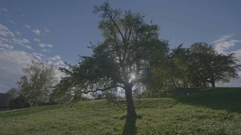 Flying around the tree sun and wind 1 Stock Footage 106555948
