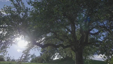Flying around the tree sun and wind Stock Footage 106556687