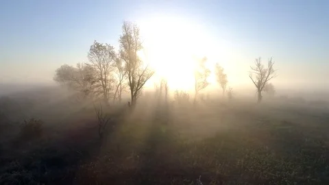 Flying around trees in the fog. Aerial view of misty trees with sun rays. UHD 4K Stock Footage