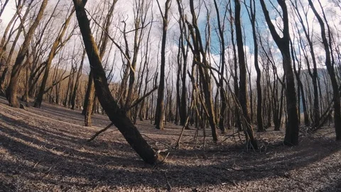 Flying Around Trees in a Winter Forest Stock Footage 88172097
