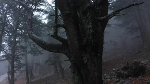 Flying around ugly tree trunk in dark mystical forest Vídeo Stock 234081706