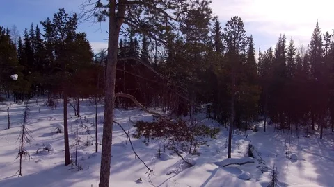 Flying around winter pine Stock Footage 88445087