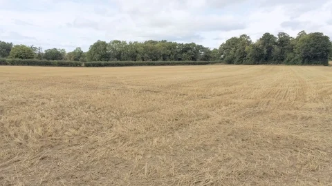Flying around yellow stubble field. Trees in background Stock-Footage 95562053
