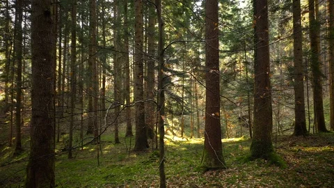 Flying around young beach tree in forest Vídeo Stock 124497699