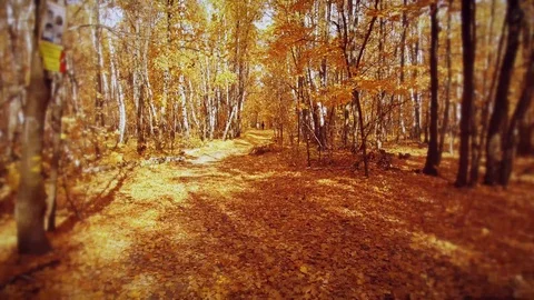 Flying in the autumn forest Video stock 119275243