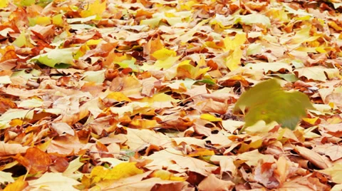 Flying autumn leaves Stock Footage 32271712