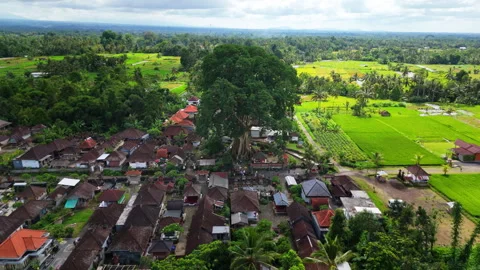Flying away from an ancient tree Stock Footage 294694645