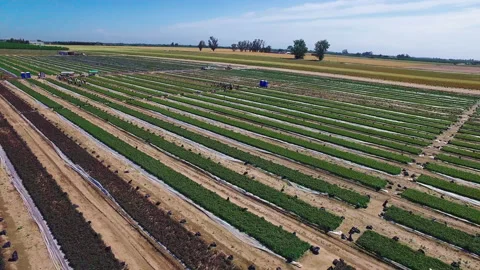 Flying away from crops 動画素材 203918904