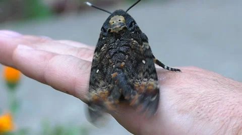 Flying away death's-head hawk moth in slow motion Video stock 66910710