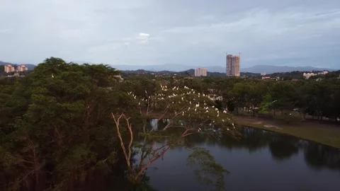 Flying away from egrets perching on tree during sunset Stock Footage 303952962