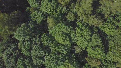 Flying away from leafy treetops. Drone goes higher over green summer park Stock Footage 86155880