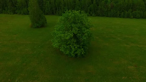 Flying away from a lonely oak tree Stock Footage 153759207