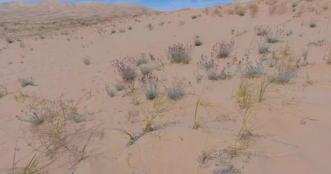 Flying away from spring flowers to wide aerial at Kelso Sand Dunes, California Stock Footage 72966973