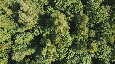 Flying away from treetops swinging in the wind. Aerial of green summer park Stock Footage 86155923