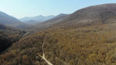 Flying back and upward over the forest. Stock Footage 124756382