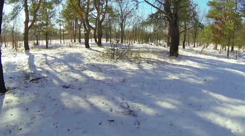 Flying back low over the snow in the winter in the woods. Stock Footage 47153005