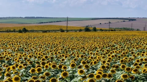 Flying back over a field of bright yellow sunflowers Stock Footage 326862027