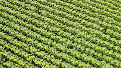 Flying back over sunflower fields Stock-Footage 201108630