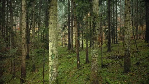 Flying back through the magic forest 動画素材 122705583