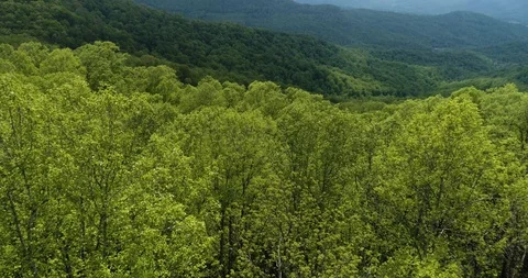 Flying back through trees with mountains in the background drone aerial 4k Stock Footage 114136760