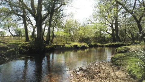 Flying Back through woods - New Forest Video stock 153981098