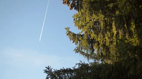 Flying on the background of fir Stock Footage 60389832