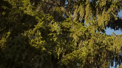 Flying on the background of fir 動画素材 60389937