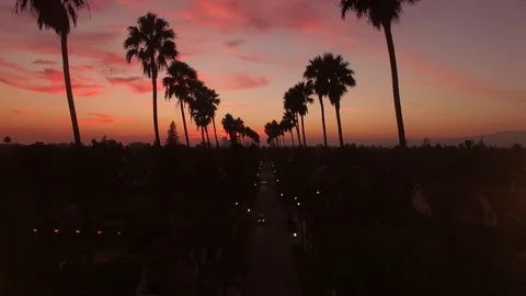 Flying backward down rows of Palm Trees at sunset with pink clouds Stock-Footage 71304418