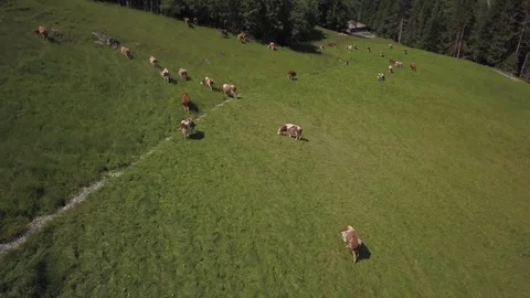 Flying backward over cows and tilting up to reveal barn in the Swiss Alps Stock Footage