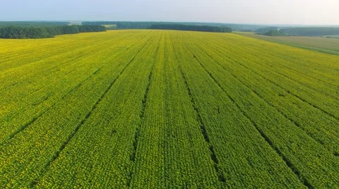 Flying backward over the fields Video stock 66376465