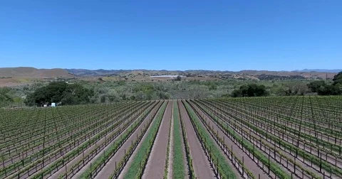 Flying backward over vineyard in Santa Ynez, California Video stock 72982767