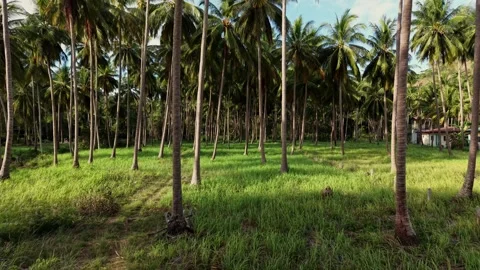 Flying Backward Through Tropical Palm Forest in Koh Samui, Thailand Stockbeeldmateriaal 335861143