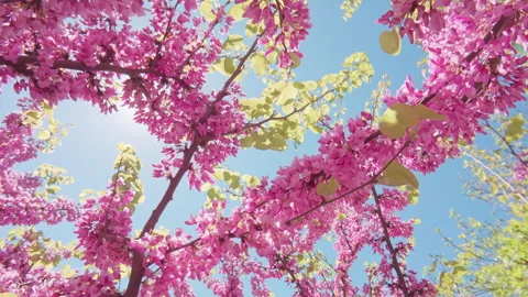 Flying backward within blooming Cercis Redbud tree branch covered with Stock Footage 318617656