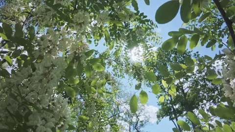 Flying backward within blooming White acacia or Black locust, flying between Stock Footage 321277462