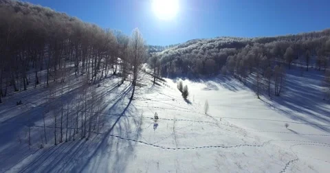 Flying backwards above the forest in the Altai mountains. Stock Footage 64875421