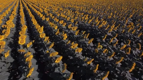 Flying Backwards Above Sunflowers Stock Footage 241593575