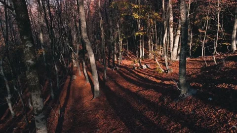 Flying Backwards Between Trees, Autumn Leaves On The Ground Stock Footage 165738985