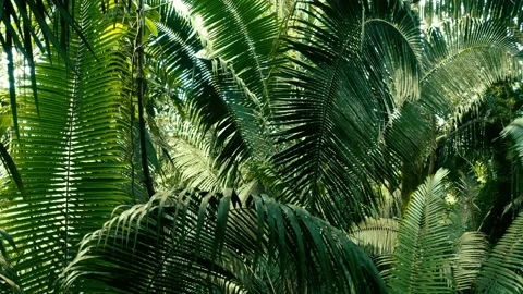 Flying backwards from the canopy down between fern leaves in a tropical forest Stock Footage 160316860