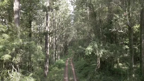 Flying backwards down a forestry trail at speed Video stock 148608275