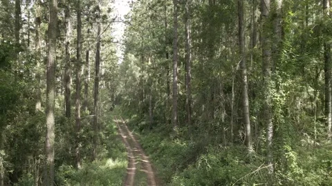 Flying backwards down a forestry trail at head height Video stock 148608520