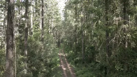 Flying backwards down a forestry trail Video stock 148608664