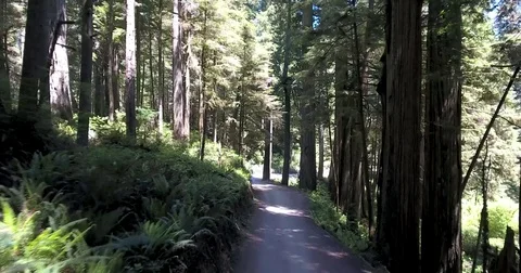 Flying backwards down a small dirt road lined with redwood trees Stock Footage 72985962