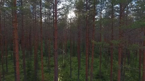 Flying backwards inside the forest Stock Footage 134794189