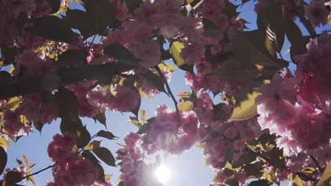 Flying backwards inside Japan cherry tree, her pink flowers sway in wind against Stock Footage 331955765